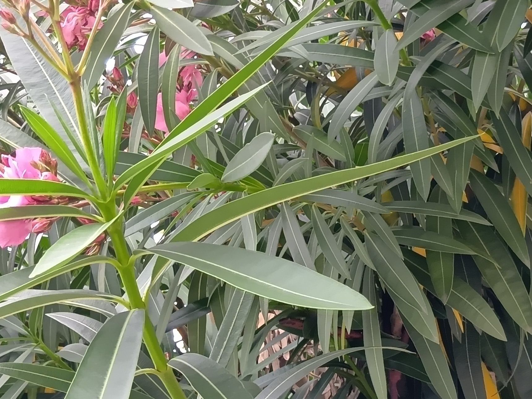 美しすぎる花に見とれてしまいがちですが、この危ない枝や葉も頭の片隅にメモをしておいてください