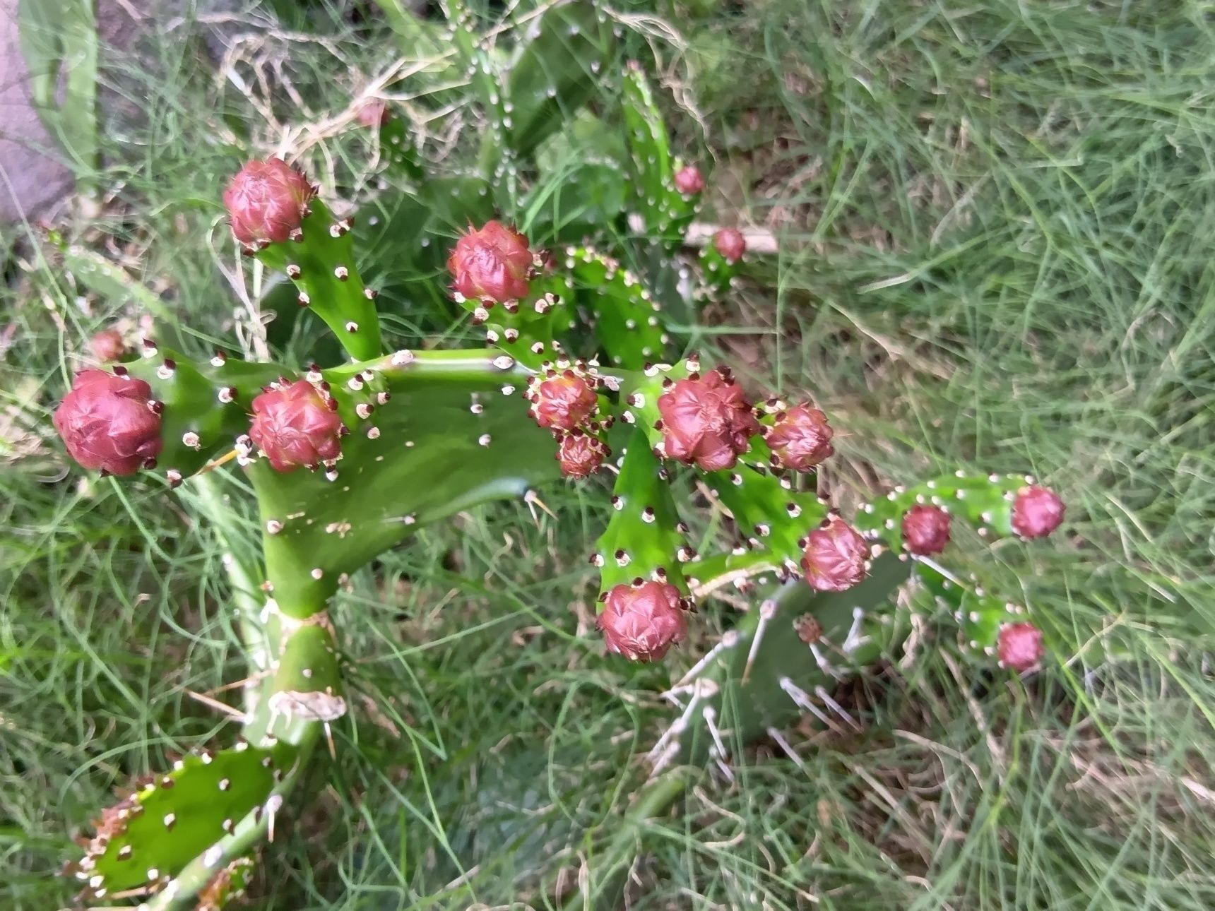 丸い蕾は少々不気味にも見えますが、開花すると鮮やかで美しい花を咲かせてくれるんですね。