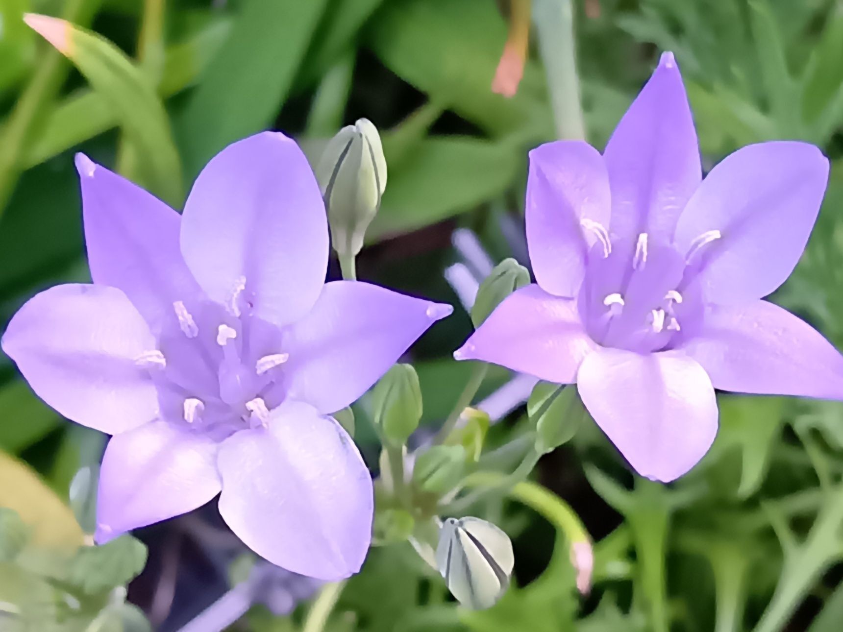この植物は「トリテレイア（ブローディア）」です
