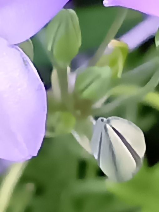 丈夫で育てやすく、植えっぱなしでも楽しめるので、ガーデニング初心者さんにもおすすめですよ