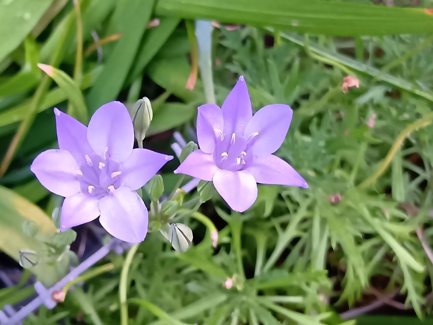 【植えっぱなしOK】初夏に咲く爽やかで可憐な球根花「トリテレイア」