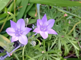 【植えっぱなしOK】初夏に咲く爽やかで可憐な球根花「トリテレイア」