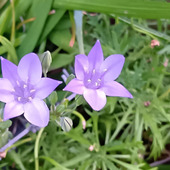 【植えっぱなしOK】初夏に咲く爽やかで可憐な球根花「トリテレイア」