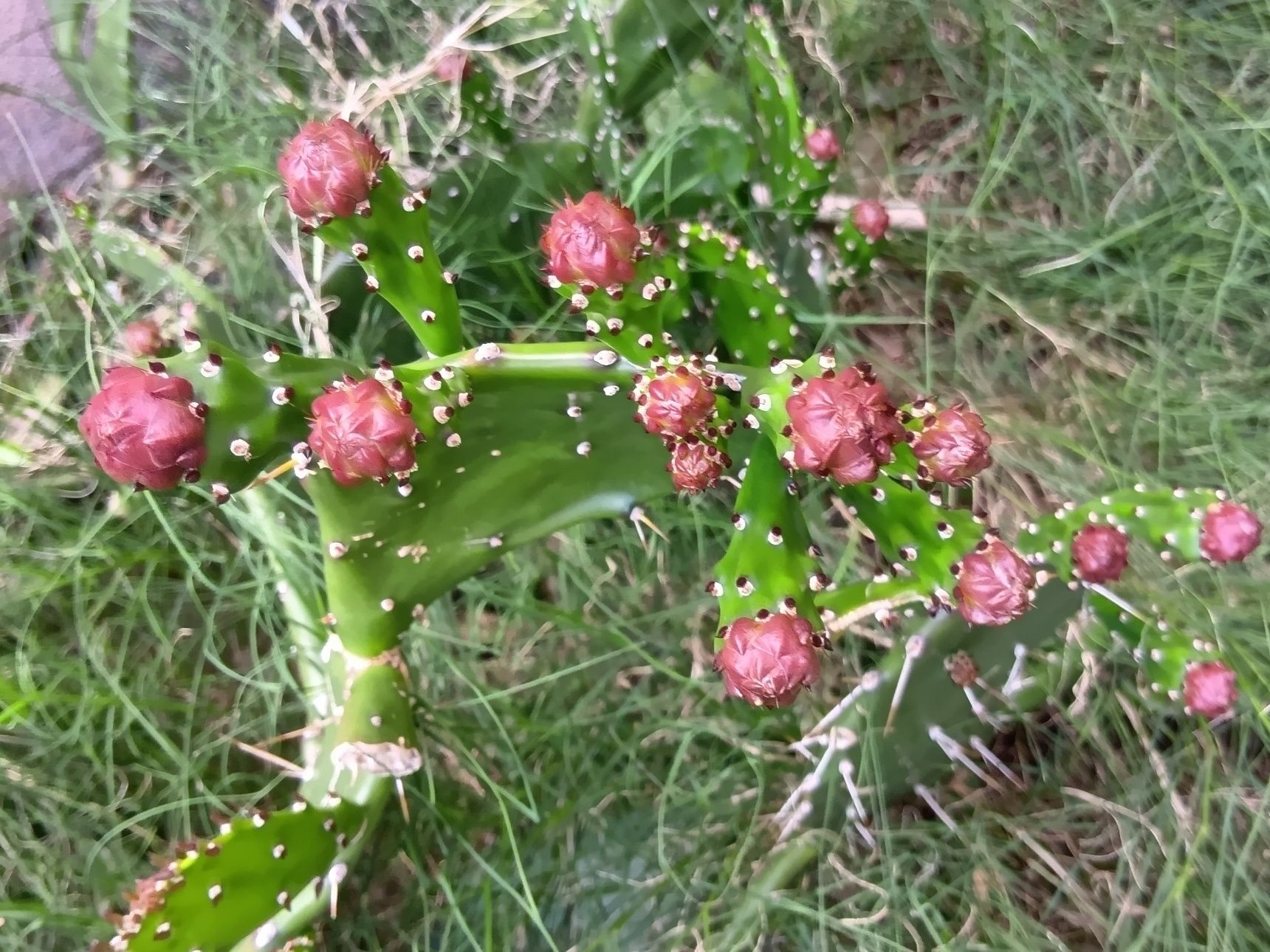 【6月の道端の雑草】開花したよ！丸い蕾はちょっと不気味。でも花言葉は「情熱」「偉大」「枯れない愛」！