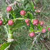 【6月の道端の雑草】開花したよ！丸い蕾はちょっと不気味。でも花言葉は「情熱」「偉大」「枯れない愛」！