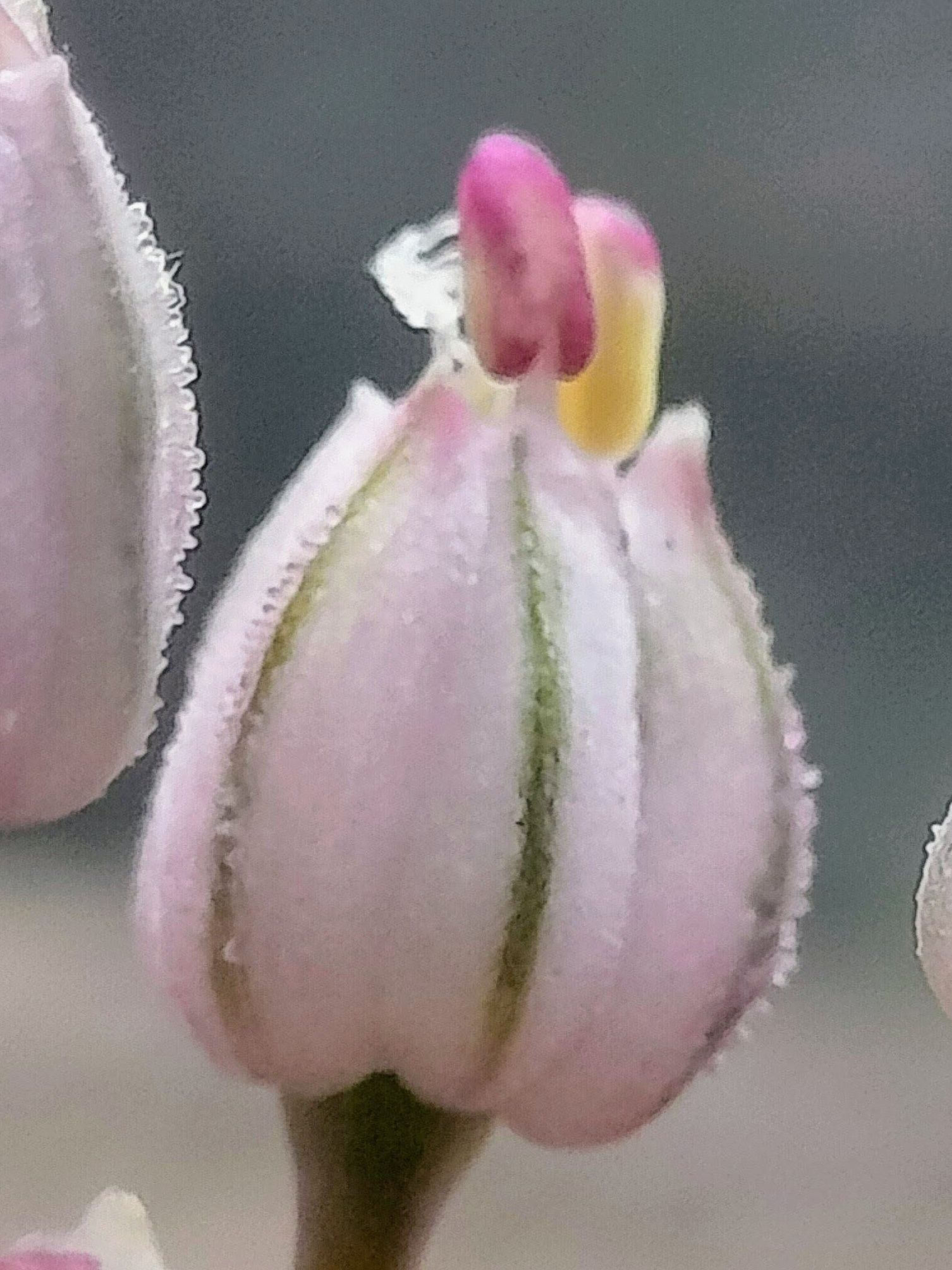 この花、ご存知ですか？蕾と球根は美味！香り高い香味野菜の花！