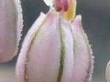 この花、ご存知ですか？蕾と球根は美味！香り高い香味野菜の花！