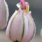 この花、ご存知ですか？蕾と球根は美味！香り高い香味野菜の花！