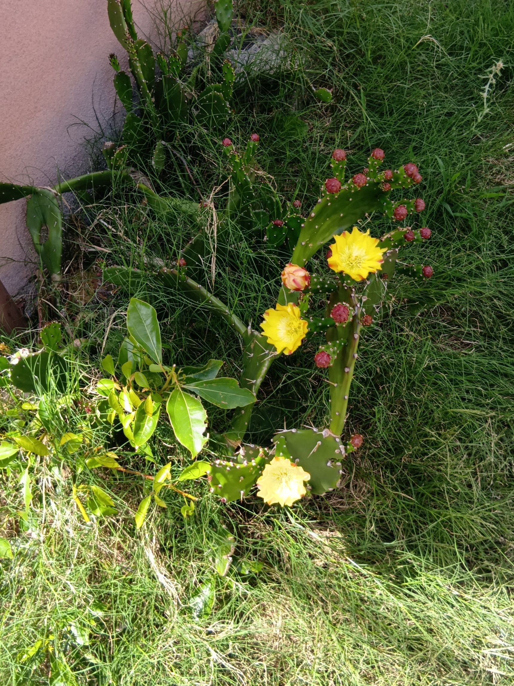 調べましたら、この植物は「ウチワサボテン（団扇仙人掌）」らしい。