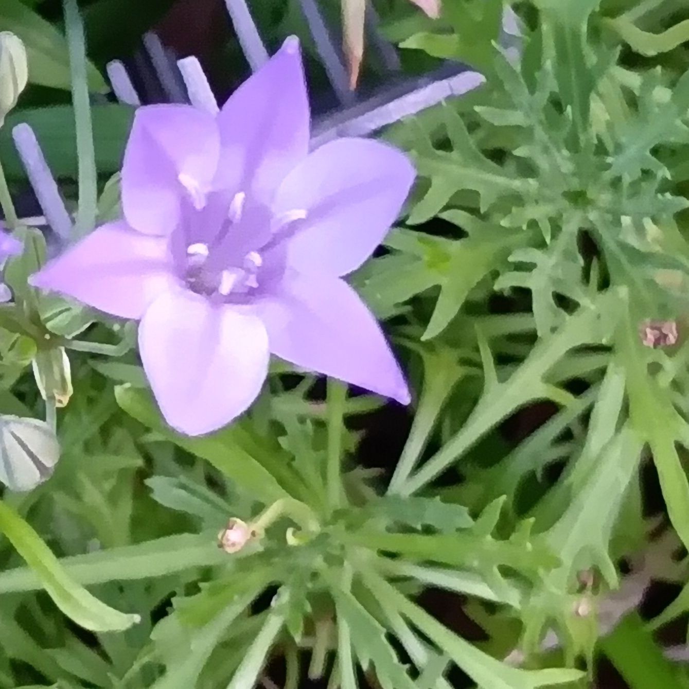 環境が合うと毎年花を咲かせる！