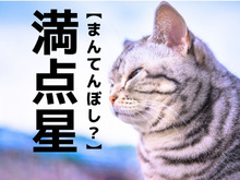 【満点星】なんて読む？「まんてんぼし」ではありません。まさかこんな字を書くなんて！【漢字クイズ】