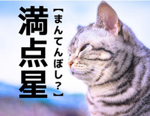 【満点星】なんて読む？「まんてんぼし」ではありません。まさかこんな字を書くなんて！【漢字クイズ】