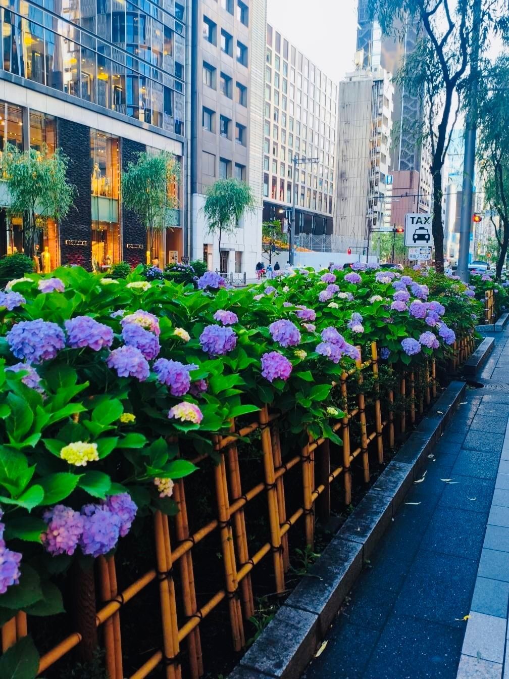 圧巻！銀座に紫陽花はよく似合う