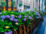 圧巻！銀座に紫陽花はよく似合う
