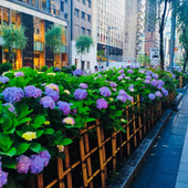 圧巻！銀座に紫陽花はよく似合う