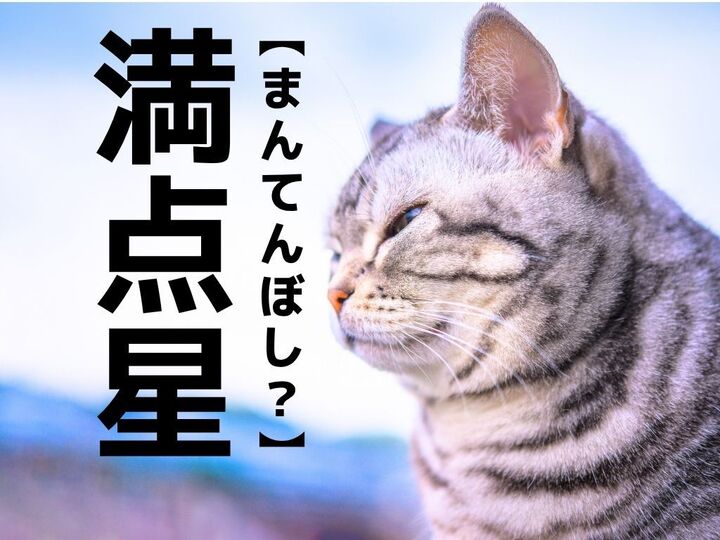 【満点星】なんて読む?「まんてんぼし」ではありません。まさかこんな字を書くなんて!【漢字クイズ】
