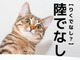 【陸でなし】なんて読む？「りくでなし」ではありません。漢字の成り立ちを知ると…なるほどねー！！【漢字クイズ】