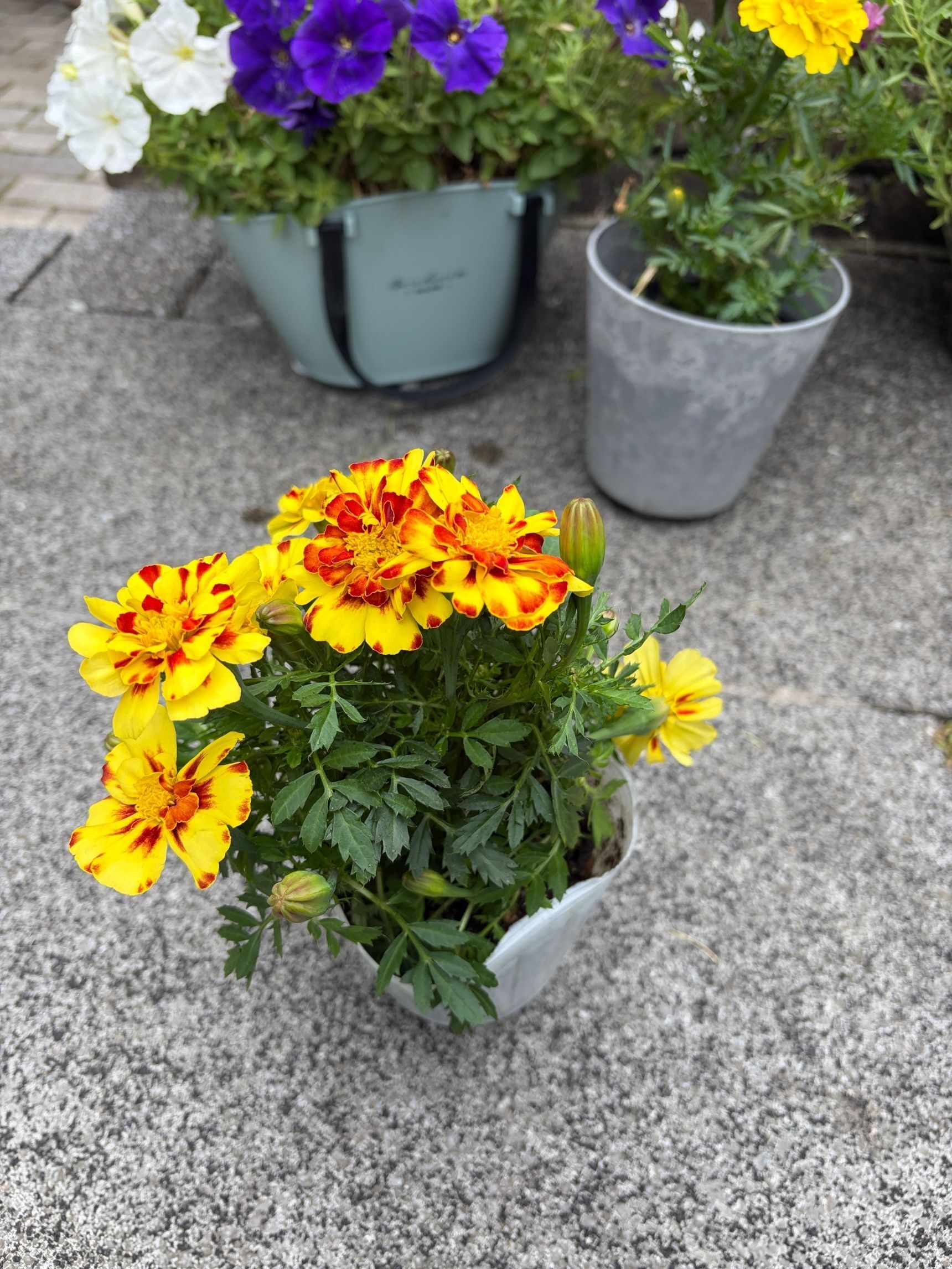 花色が変わるのは紫陽花だけじゃないよ〜色が変わる魅力的な花！虫除けにも！