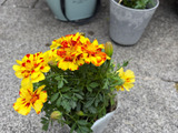 花色が変わるのは紫陽花だけじゃないよ〜色が変わる魅力的な花！虫除けにも！