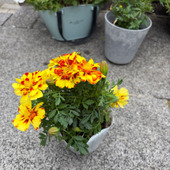 花色が変わるのは紫陽花だけじゃないよ〜色が変わる魅力的な花！虫除けにも！
