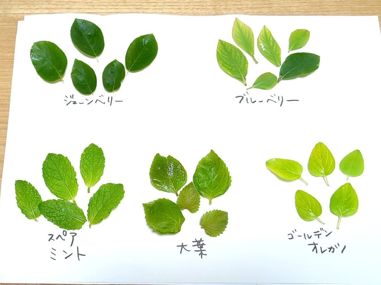 葉っぱを選びます！