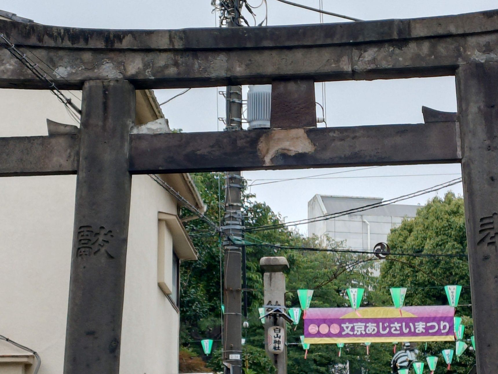 文京あじさい祭りに行ってきました