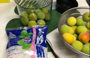 「梅シロップ」を作ろう！