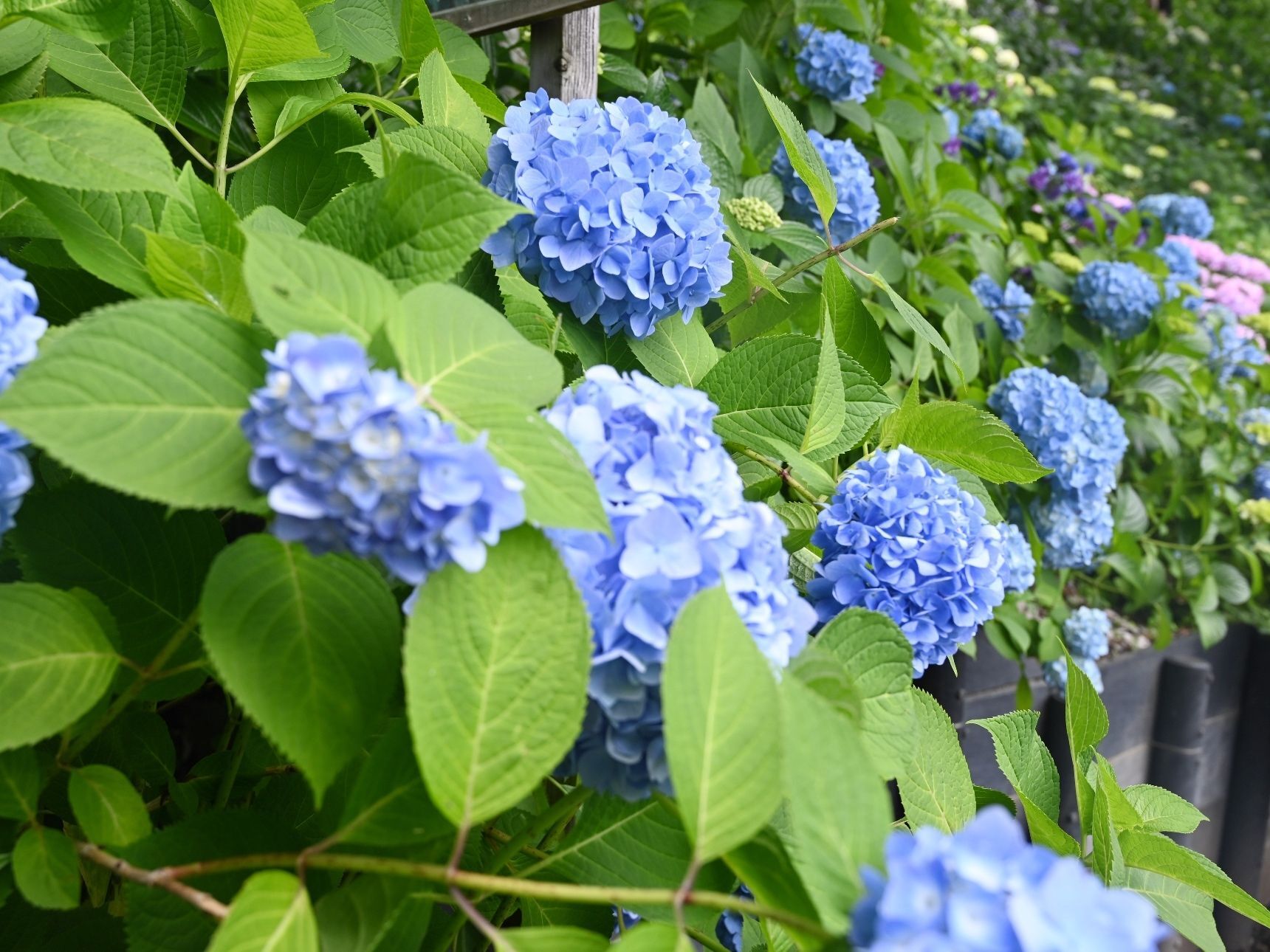 大好きな花、紫陽花