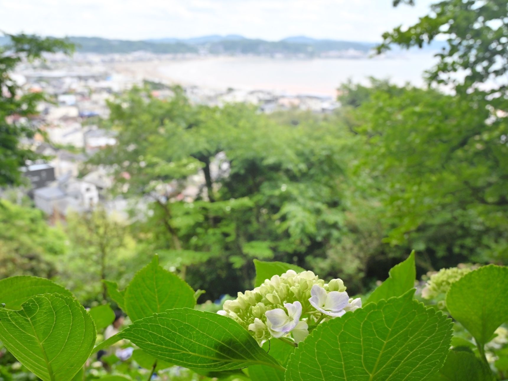 相模湾と紫陽花