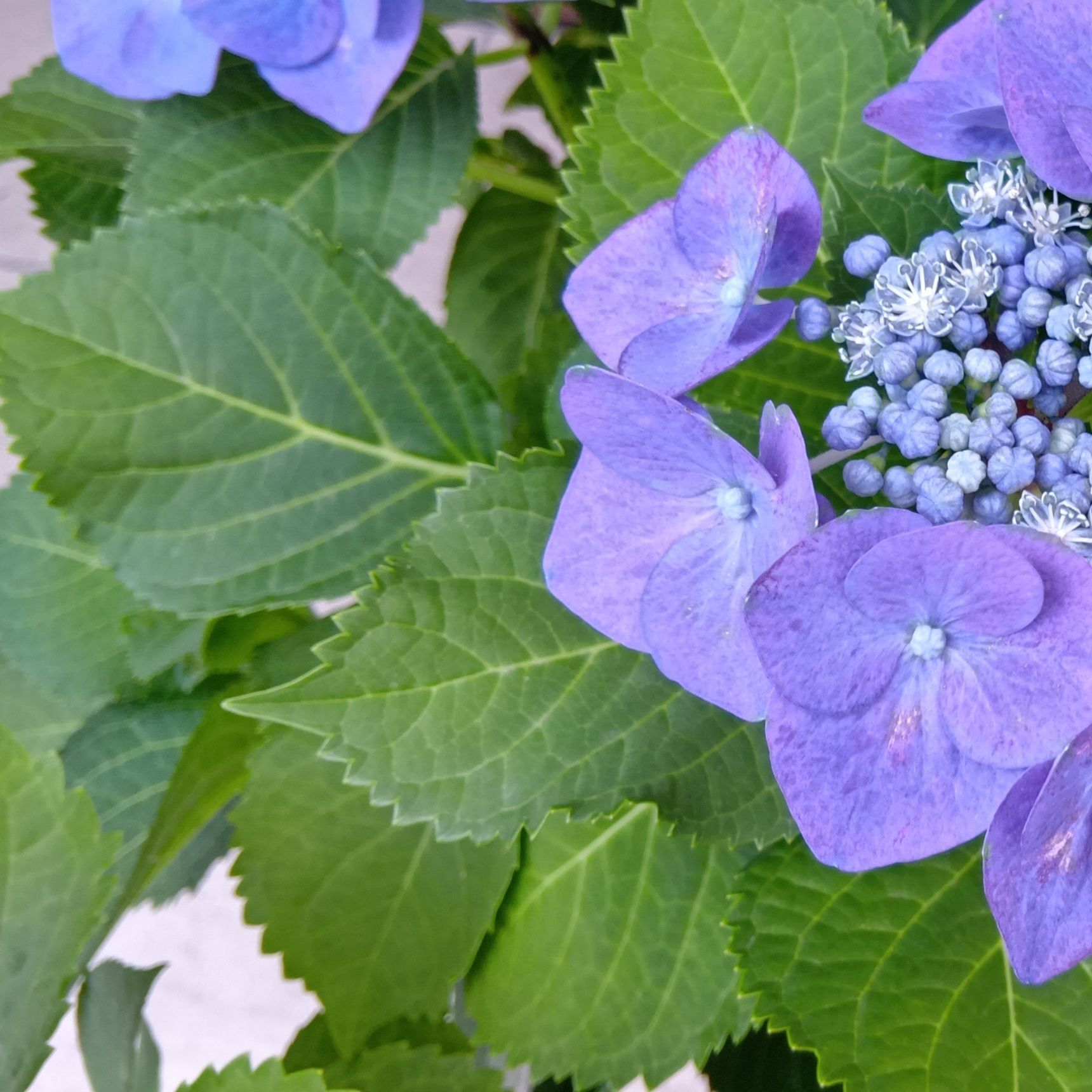 【紫陽花には毒がある？】ある野菜を使って、紫陽花の葉に見立ててみたら、なかなか良かった件！