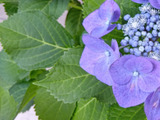 【紫陽花には毒がある？】ある野菜を使って、紫陽花の葉に見立ててみたら、なかなか良かった件！