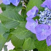 【紫陽花には毒がある？】ある野菜を使って、紫陽花の葉に見立ててみたら、なかなか良かった件！