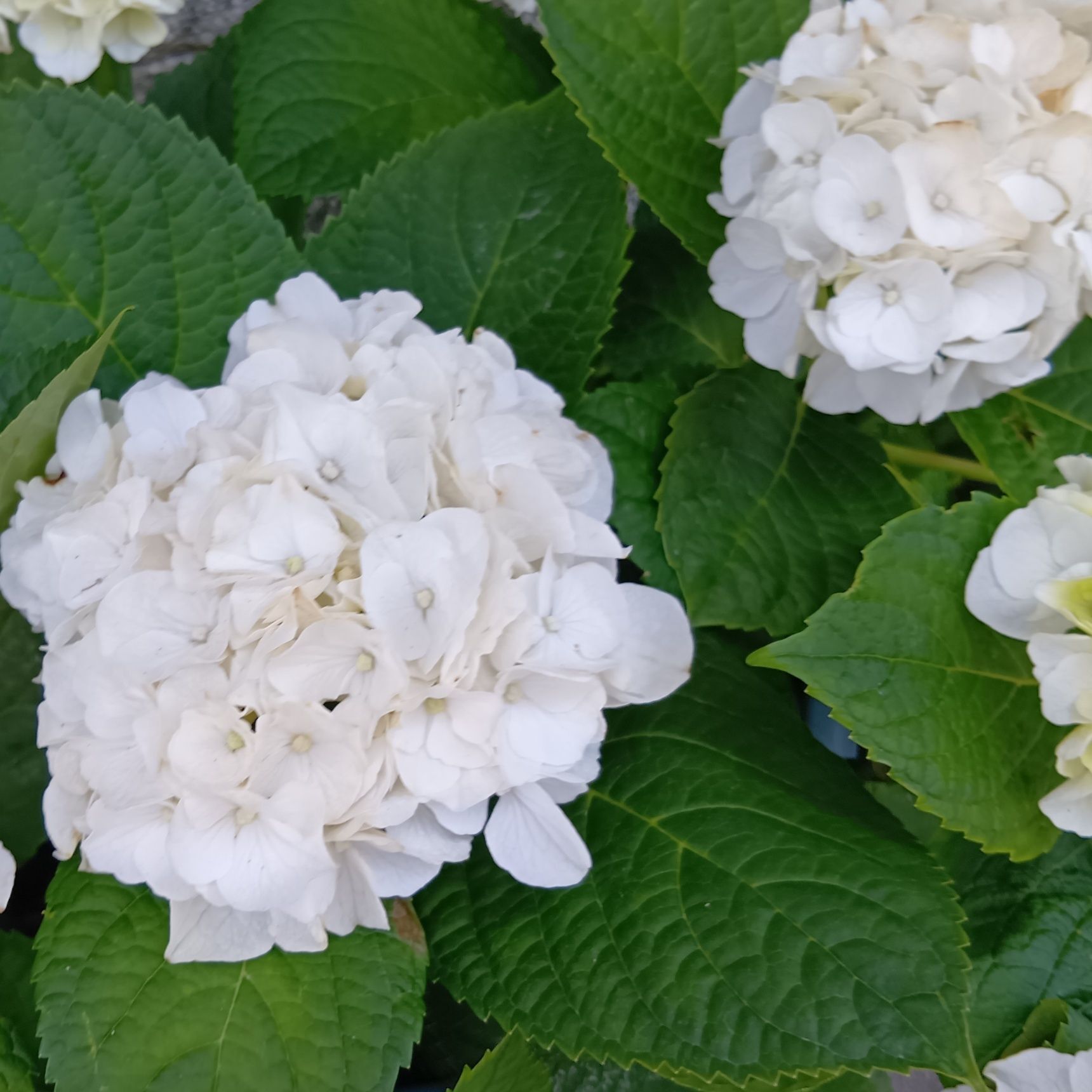 紫陽花の開花時期は、梅雨や初夏の時期である6〜7月にかけて。