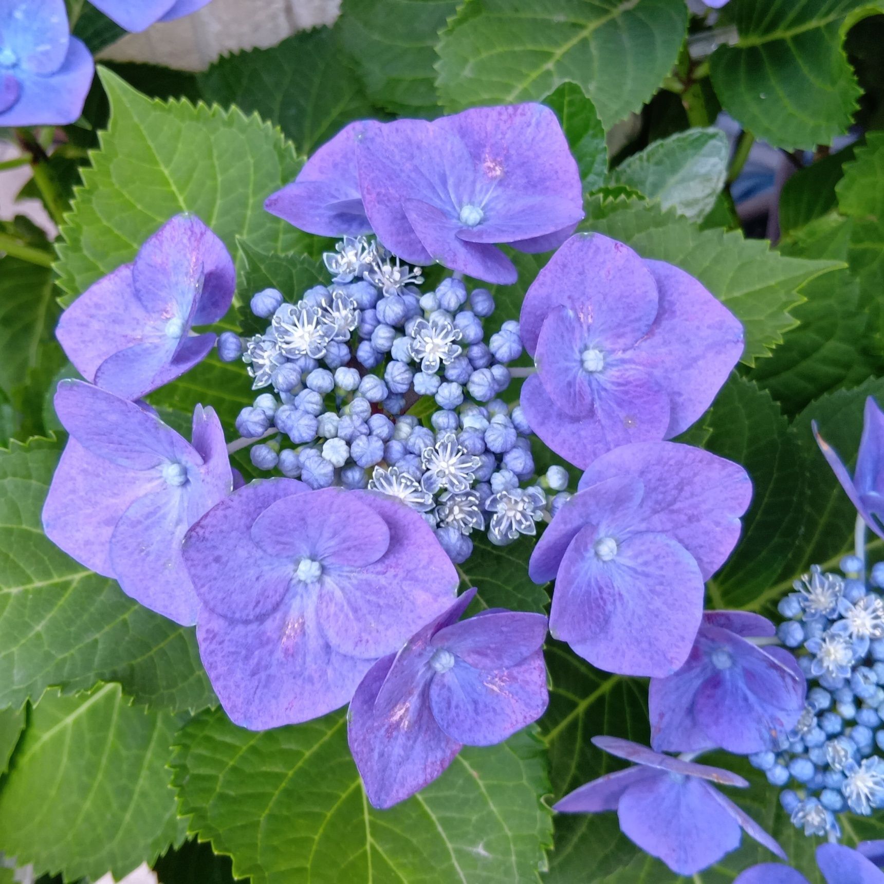 この植物は「紫陽花（アジサイ）」です。