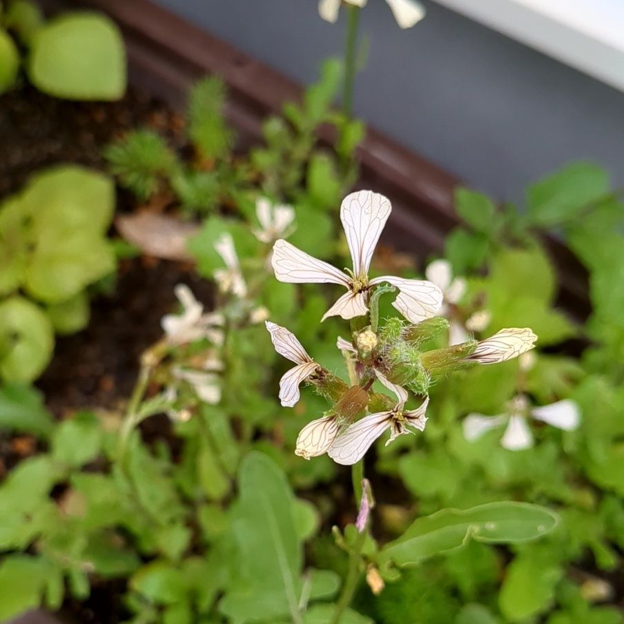 ルッコラの花です！