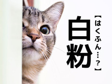 【白粉】なんて読む？「はくふん」ではありませんよ。【読めそうで読めない漢字クイズ】