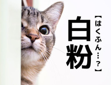 【白粉】なんて読む？「はくふん」ではありませんよ。【読めそうで読めない漢字クイズ】