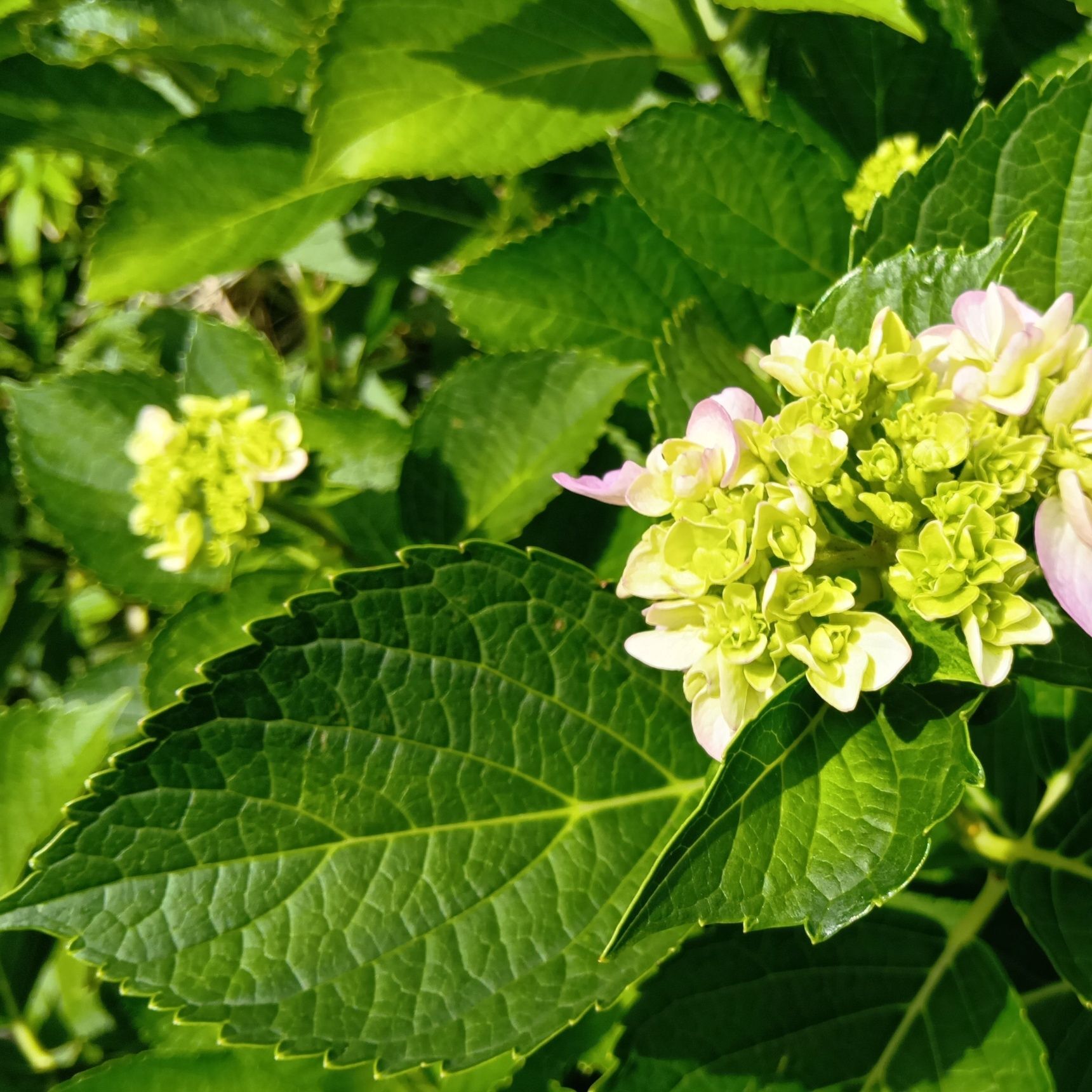 そうそう、紫陽花の毒性についても調べてみましたよ。