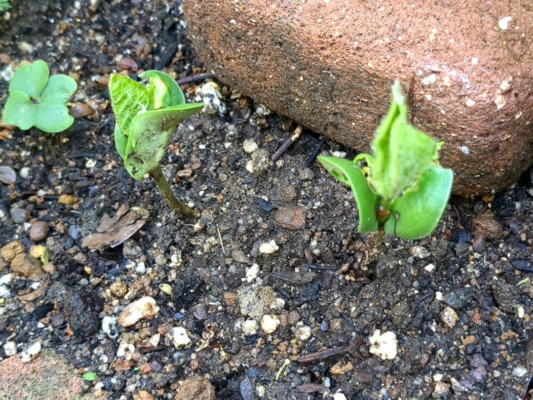 枝豆！