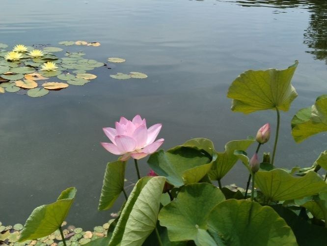 大賀ハス