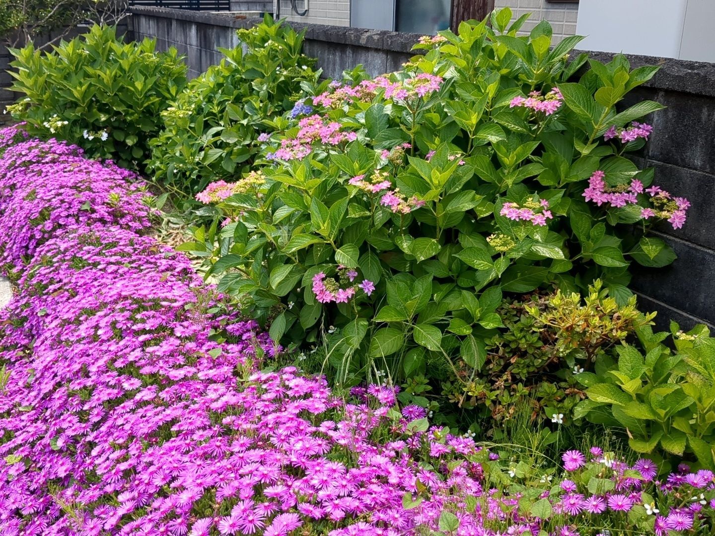 庭の紫陽花ゾーンです！