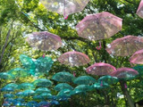 大阪市立長居植物園【紫陽花フェア】そぞろ歩き