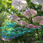大阪市立長居植物園【紫陽花フェア】そぞろ歩き