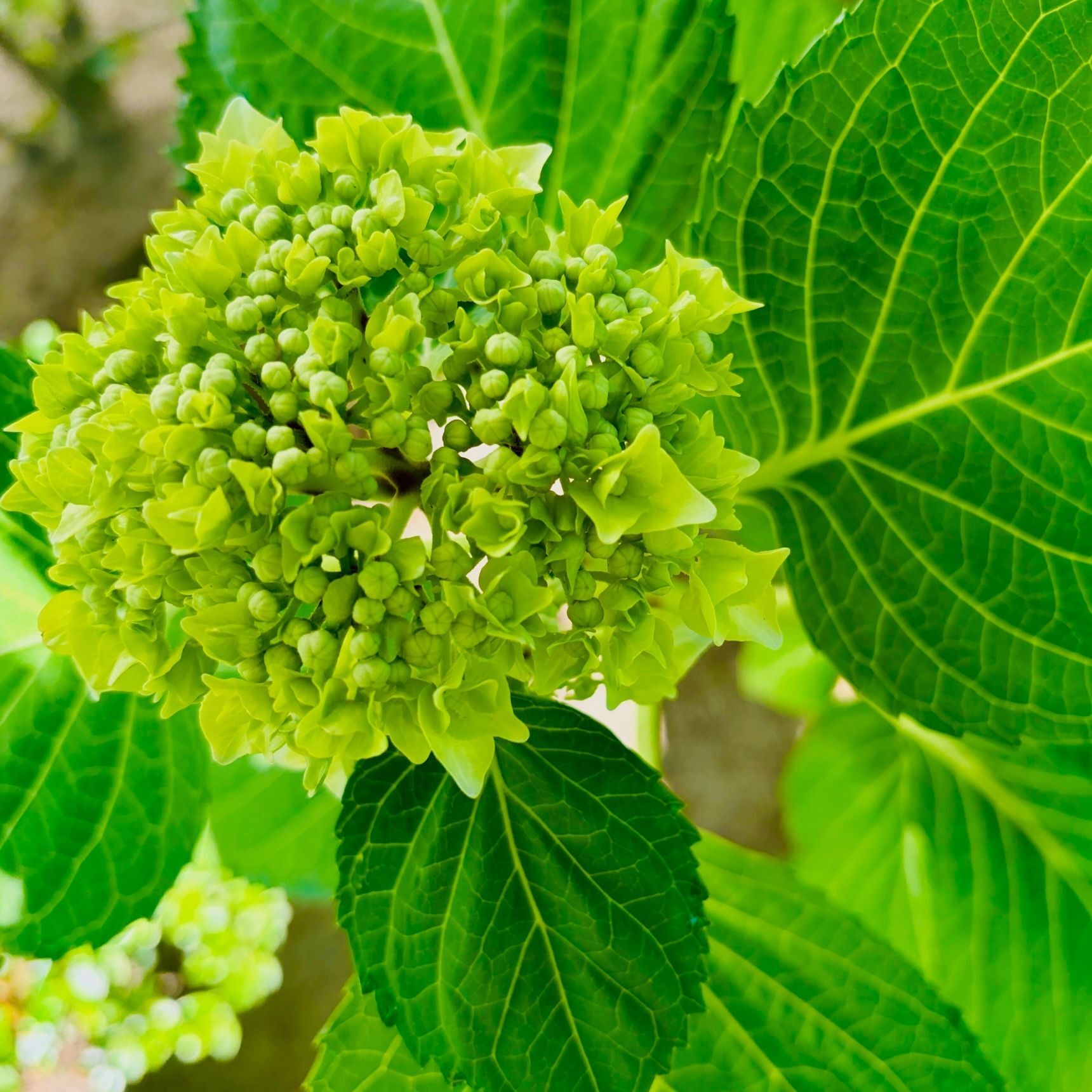 初々しい緑のままの「青葉紫陽花」