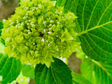 初々しい緑のままの「青葉紫陽花」