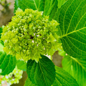 初々しい緑のままの「青葉紫陽花」