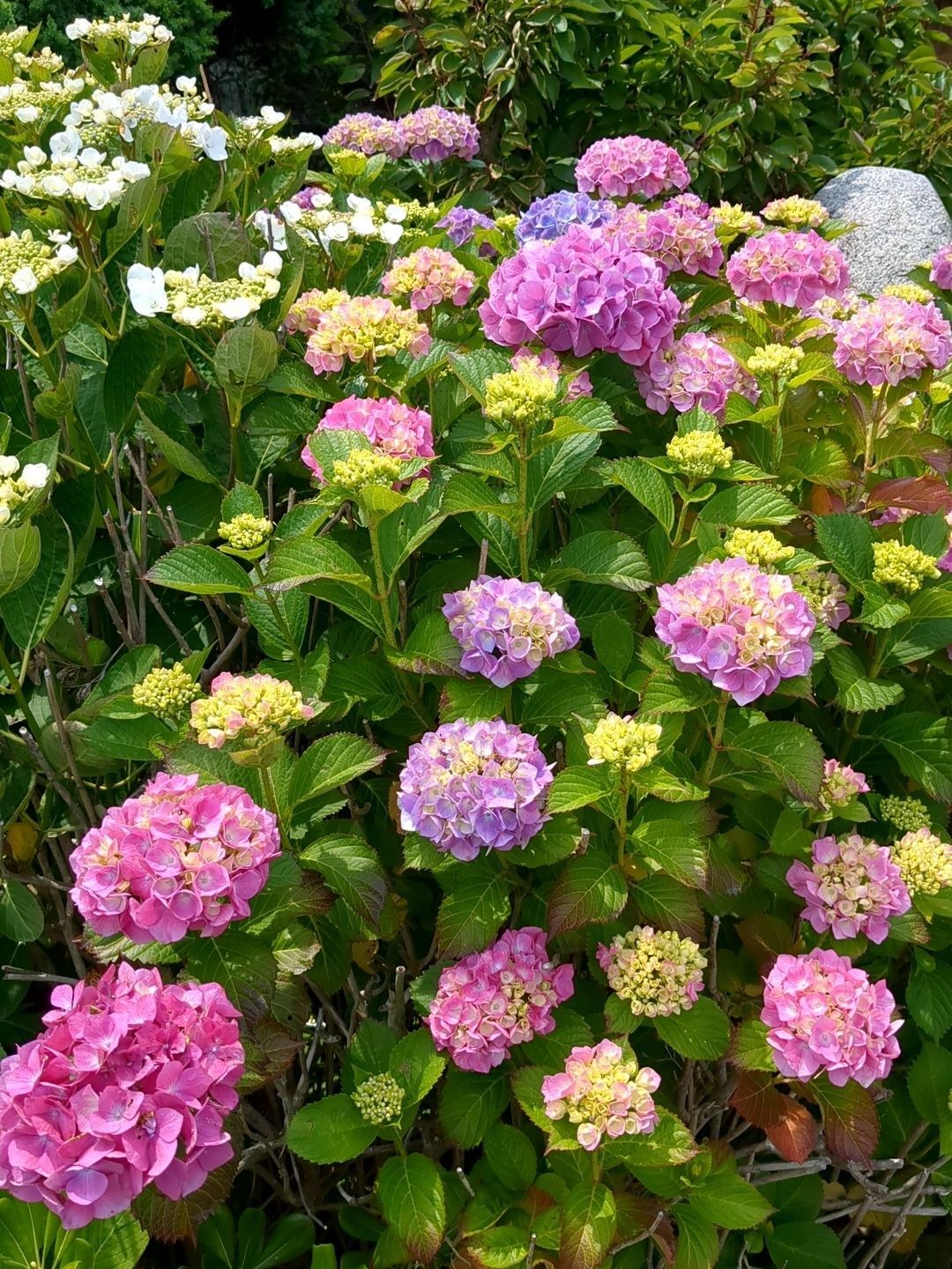 駐車場も紫陽花！