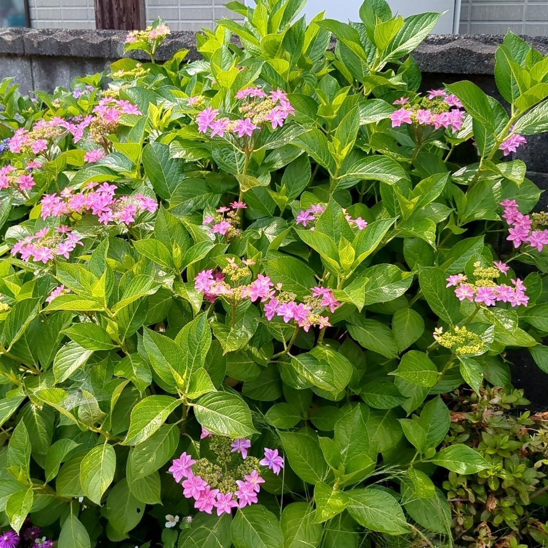 ピンクの紫陽花