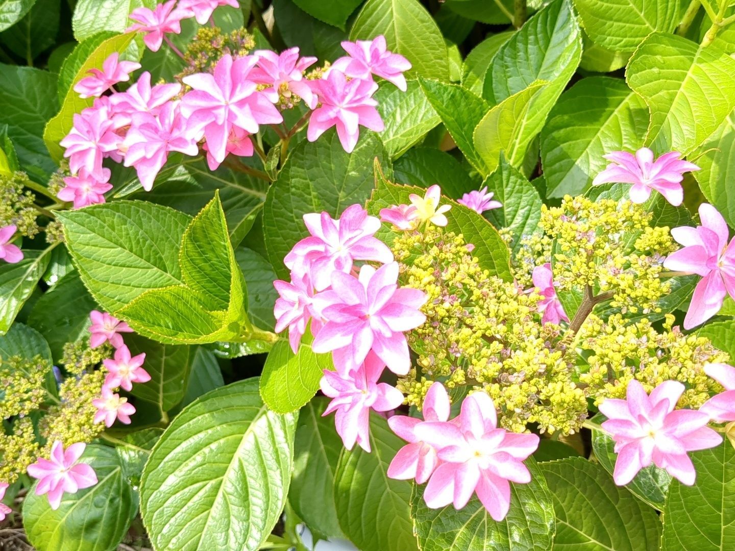 義母に贈った紫陽花が見頃に！