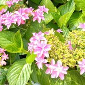 義母に贈った紫陽花が見頃に！